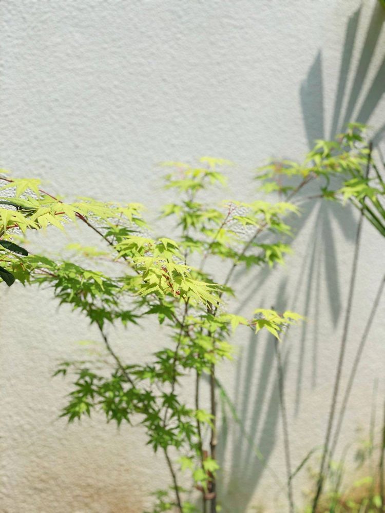 100平米現代風別墅花園植物搭配配置設計實景圖示-成都青望園林景觀設計公司-1 100平米現代風別墅花園植物搭配配置設計實景圖示-成都青望園林景觀設計公司-1