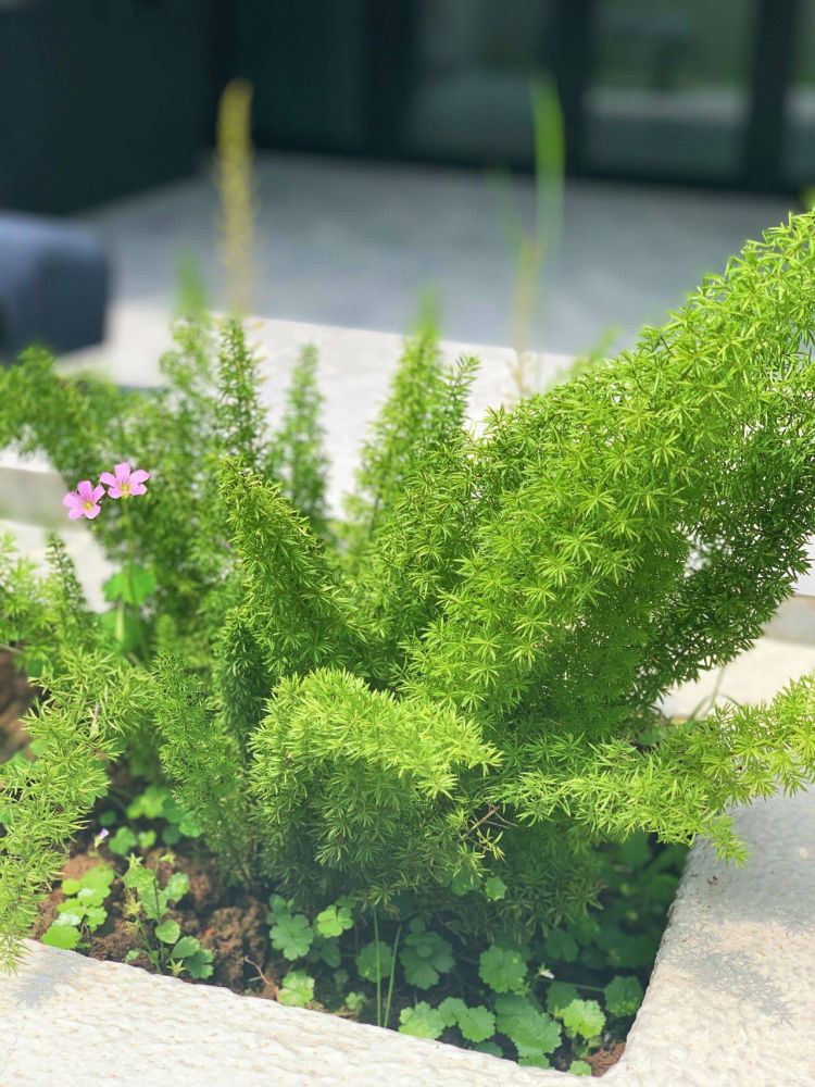 100平米現代風別墅花園植物搭配配置設計實景圖示-成都青望園林景觀設計公司-1 100平米現代風別墅花園植物搭配配置設計實景圖示-成都青望園林景觀設計公司-1
