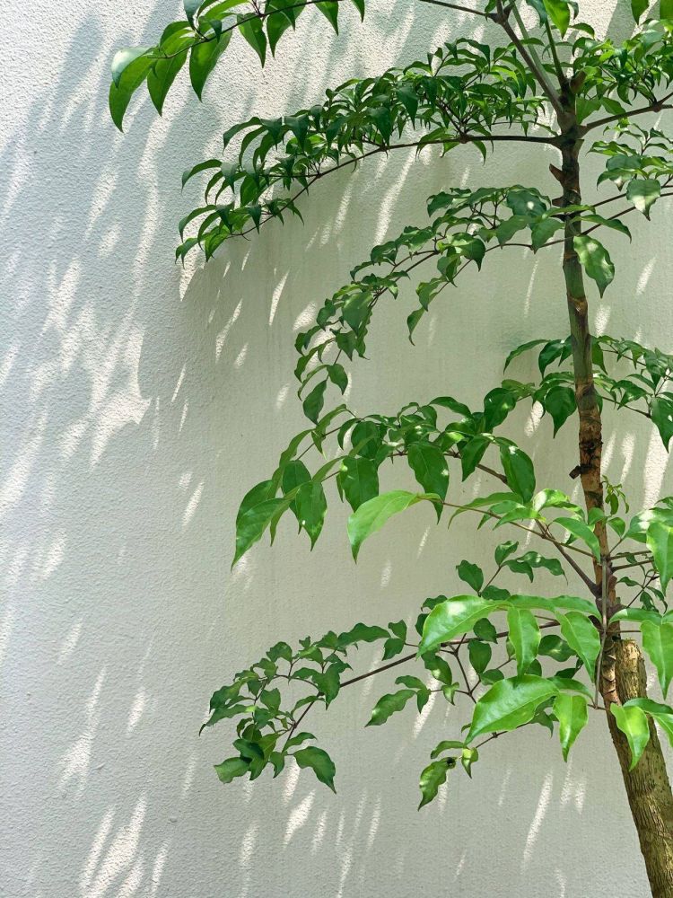 100平米現代風別墅花園植物搭配配置設計實景圖示-成都青望園林景觀設計公司-1 100平米現代風別墅花園植物搭配配置設計實景圖示-成都青望園林景觀設計公司-1