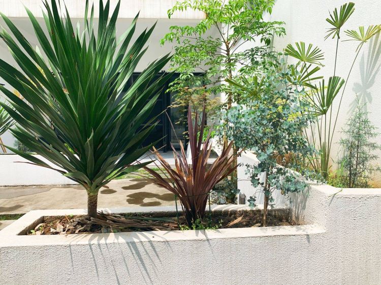 100平米現代風別墅花園植物搭配配置設計實景圖示-成都青望園林景觀設計公司-1 100平米現代風別墅花園植物搭配配置設計實景圖示-成都青望園林景觀設計公司-1