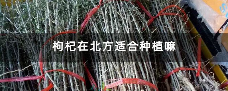 枸杞在北方適合種植嘛