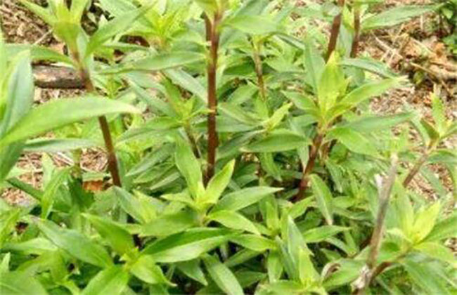 龍膽草畝產多少斤?高產龍膽草種植技術