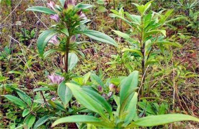 龍膽草畝產多少斤?高產龍膽草種植技術