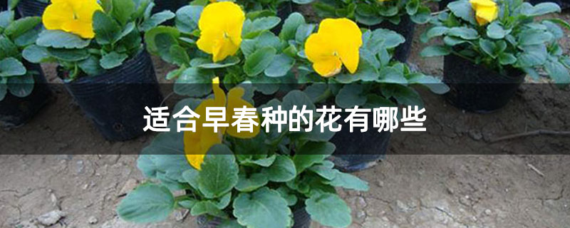 適合早春種的花有哪些