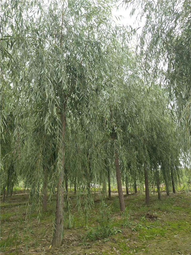 金絲垂柳照片種植基地實拍