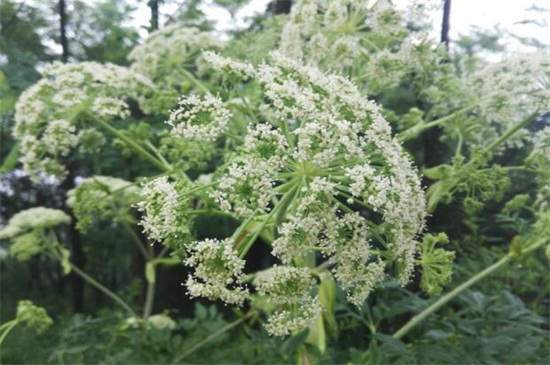 白芷種植技術，三個步驟手把手教你種植