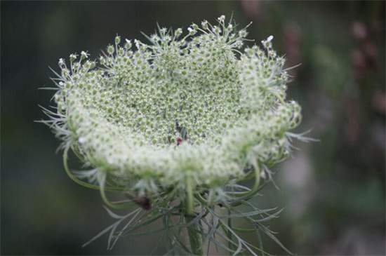 白芷種植技術，三個步驟手把手教你種植