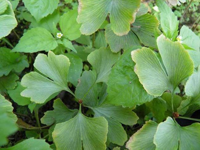銀杏樹果實怎樣種植?銀杏樹苗種植技術