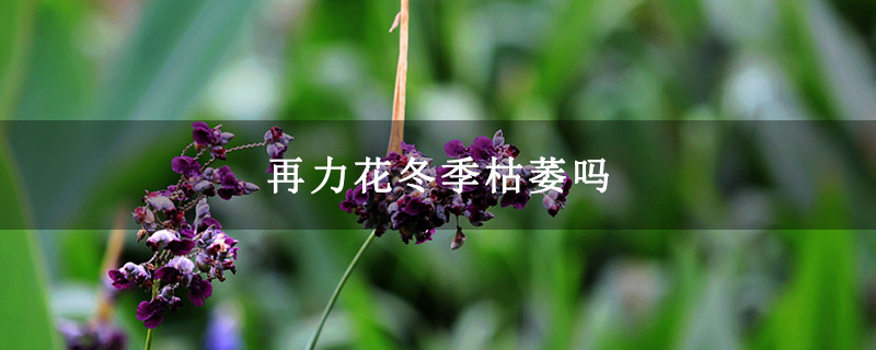 再力花冬季枯萎嗎