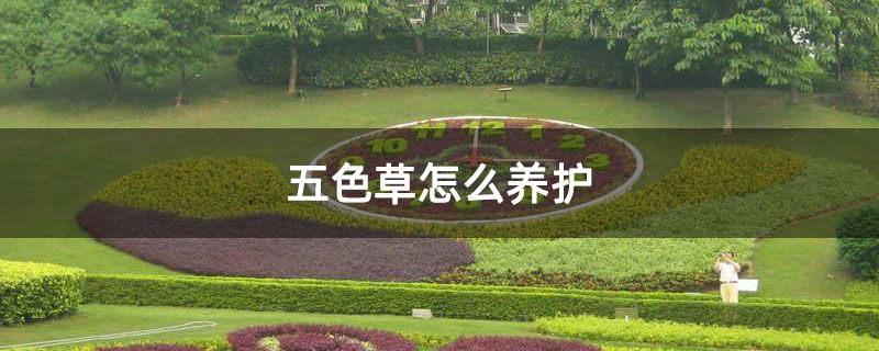 五色草怎么養護 五色草怎么養護