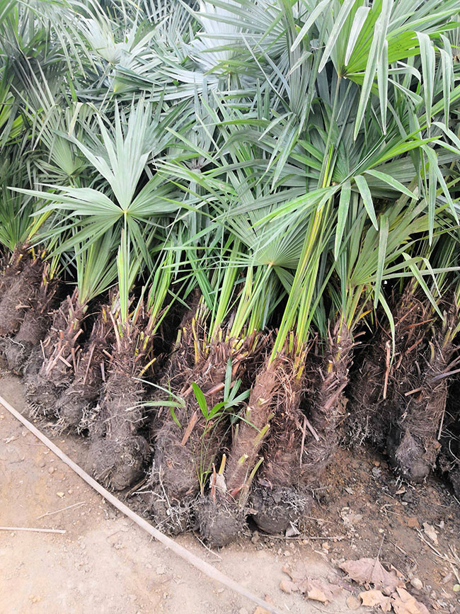 棕櫚種植前景如何?棕樹如何種植?