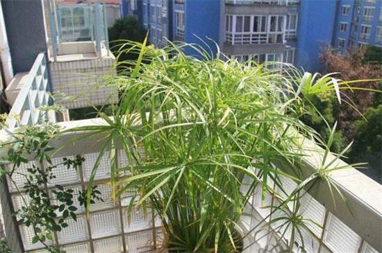 旱傘草怎么繁殖，種子風干配土播種栽植