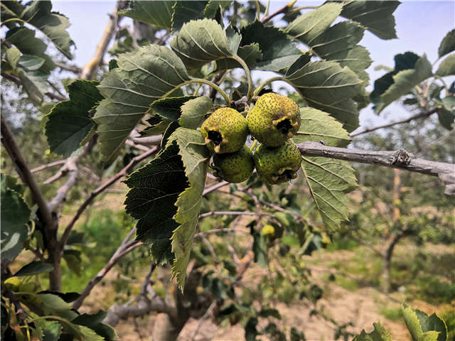 沭陽長景園林山楂種植基地實拍圖片