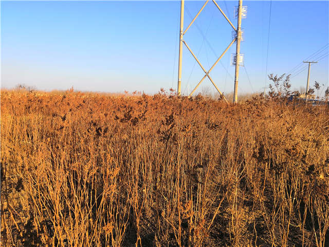 沭陽長景園林珍珠梅種植基地實拍圖片