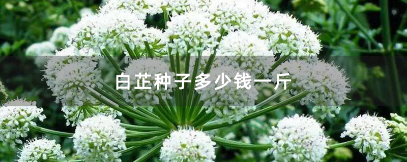 白芷開花結籽