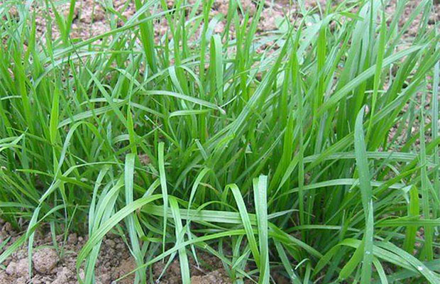 黑麥草10.jpg