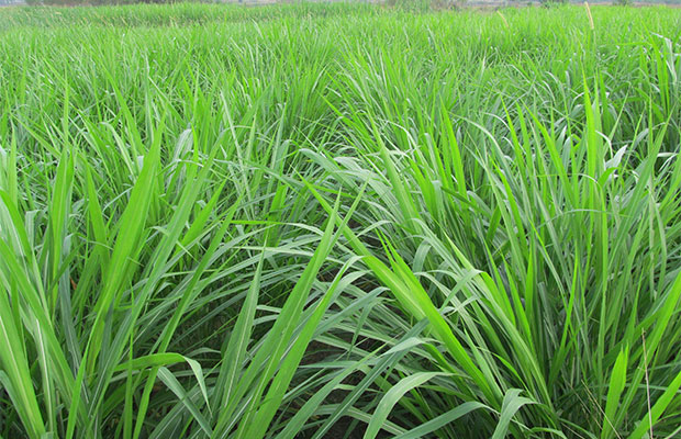 黑麥草5.jpg