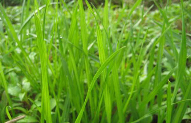 黑麥草1`3.jpg