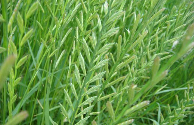 黑麥草6.jpg