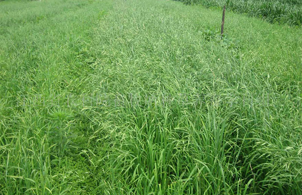 黑麥草2.jpg