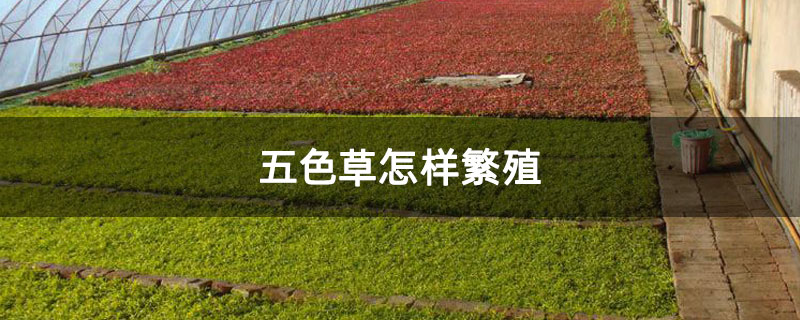 五色草怎樣繁殖