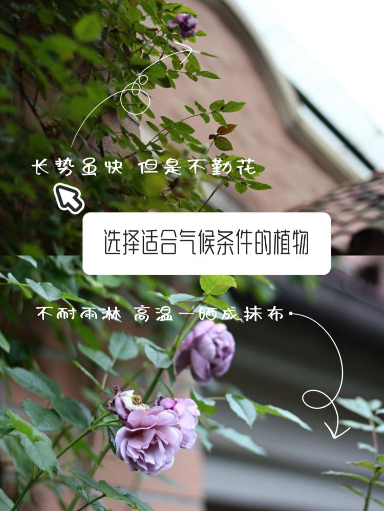 小花園設計裝修5個避坑建議,新手必看-成都青望園林景觀設計公司-1 小花園設計裝修5個避坑建議,新手必看-成都青望園林景觀設計公司-1