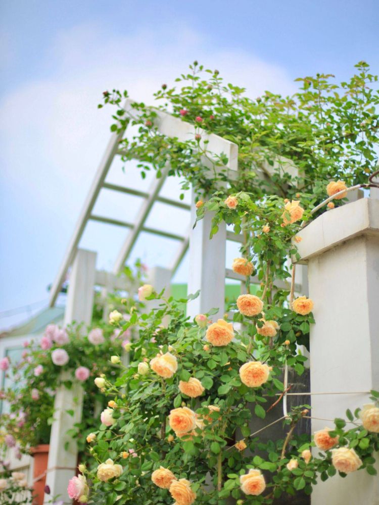 小花園設計裝修5個避坑建議,新手必看-成都青望園林景觀設計公司-1 小花園設計裝修5個避坑建議,新手必看-成都青望園林景觀設計公司-1