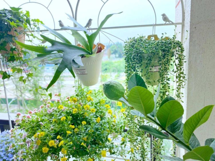 如何把陽臺打造成一個小花園,陽臺小花園實景圖片-成都青望園林景觀設計公司-1 如何把陽臺打造成一個小花園,陽臺小花園實景圖片-成都青望園林景觀設計公司-1