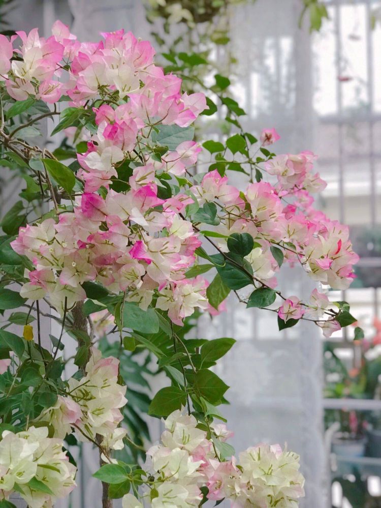 如何把陽臺打造成一個小花園,陽臺小花園實景圖片-成都青望園林景觀設計公司-1 如何把陽臺打造成一個小花園,陽臺小花園實景圖片-成都青望園林景觀設計公司-1