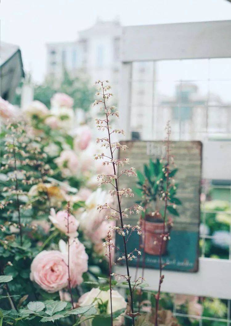 80平屋頂花園設計實景圖案例,效果非常理想-青望私家花園設計-1 80平屋頂花園設計實景圖案例,效果非常理想-青望私家花園設計-1