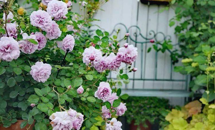 80平屋頂花園設計實景圖案例,效果非常理想-青望私家花園設計-1 80平屋頂花園設計實景圖案例,效果非常理想-青望私家花園設計-1