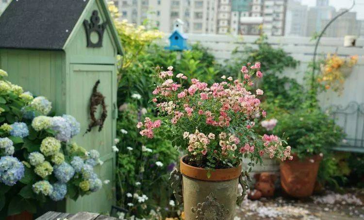 80平屋頂花園設計實景圖案例,效果非常理想-青望私家花園設計-1 80平屋頂花園設計實景圖案例,效果非常理想-青望私家花園設計-1