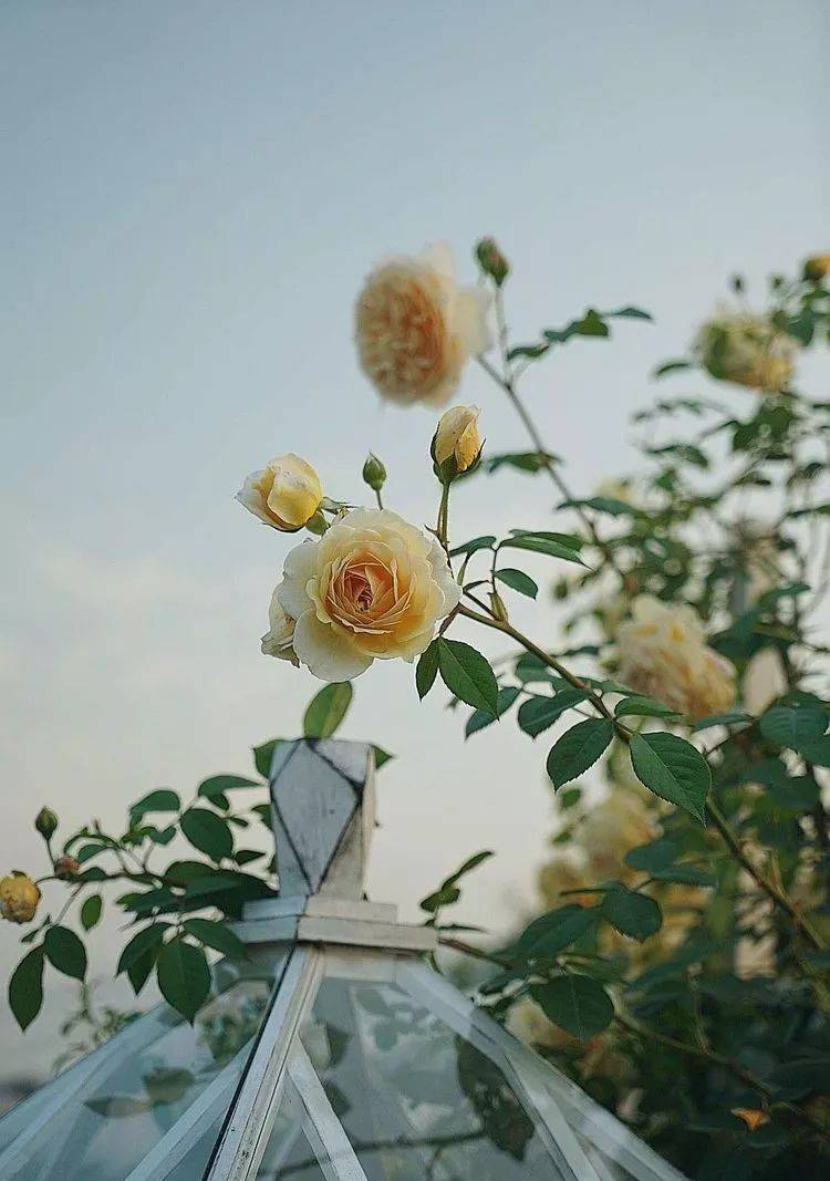 80平屋頂花園設計實景圖案例,效果非常理想-青望私家花園設計-1 80平屋頂花園設計實景圖案例,效果非常理想-青望私家花園設計-1