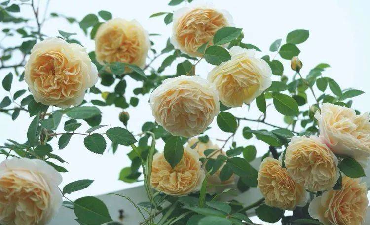 80平屋頂花園設計實景圖案例,效果非常理想-青望私家花園設計-1 80平屋頂花園設計實景圖案例,效果非常理想-青望私家花園設計-1