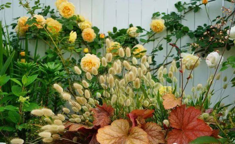 80平屋頂花園設計實景圖案例,效果非常理想-青望私家花園設計-1 80平屋頂花園設計實景圖案例,效果非常理想-青望私家花園設計-1