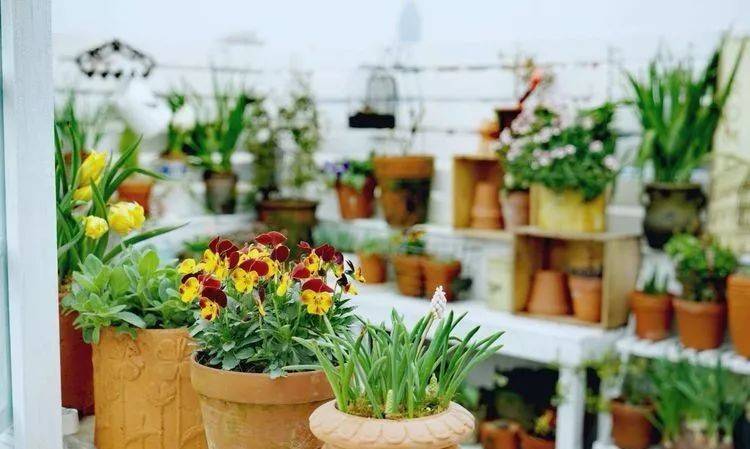 80平屋頂花園設計實景圖案例,效果非常理想-青望私家花園設計-1 80平屋頂花園設計實景圖案例,效果非常理想-青望私家花園設計-1