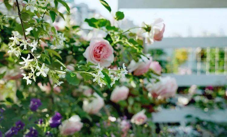 80平屋頂花園設計實景圖案例,效果非常理想-青望私家花園設計-1 80平屋頂花園設計實景圖案例,效果非常理想-青望私家花園設計-1