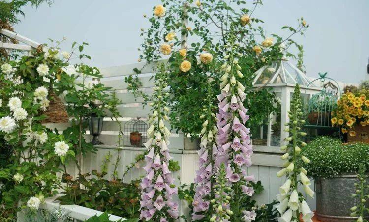 80平屋頂花園設計實景圖案例,效果非常理想-青望私家花園設計-1 80平屋頂花園設計實景圖案例,效果非常理想-青望私家花園設計-1