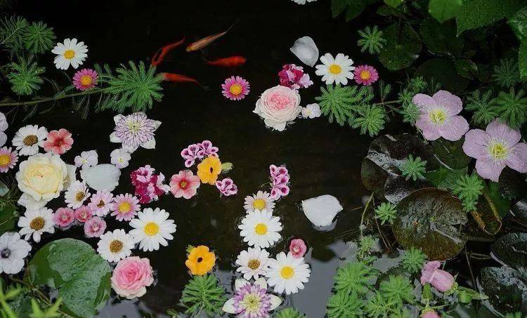 80平屋頂花園設計實景圖案例,效果非常理想-青望私家花園設計-1 80平屋頂花園設計實景圖案例,效果非常理想-青望私家花園設計-1