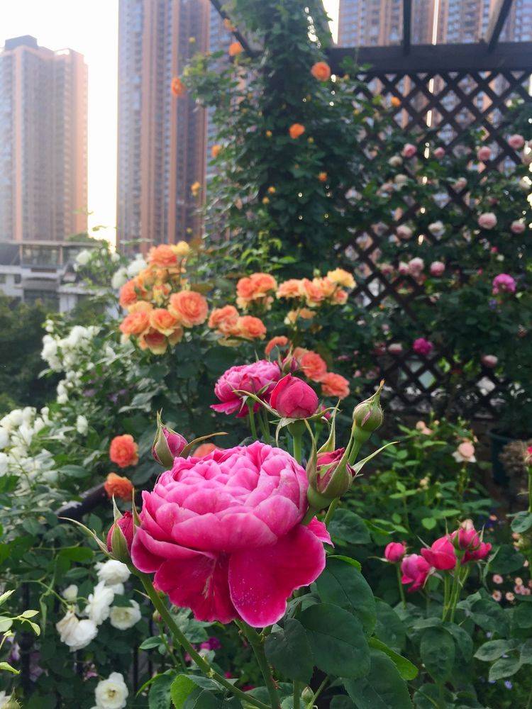 45平方樓頂花園實景圖-青望私家花園設計-1